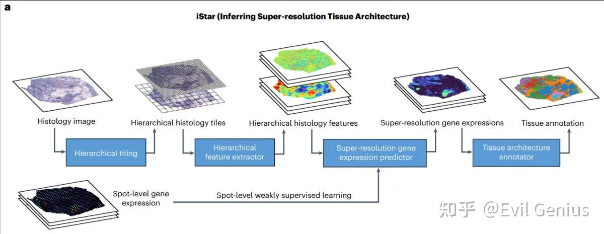 Model  summary of iStar. The histology image is hierarchically divided into  tiles, which are then converted into hierarchical histology image  features. These features, combined with the spot-level gene expression  data, are then utilized to predict super-resolution gene expression.