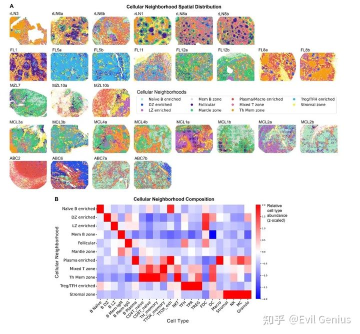  Spatial distribution of cellular neighborhoods