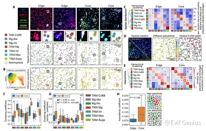 Myeloid cells exhibit high homotypic and low heterotypic clustering behavior in GBM