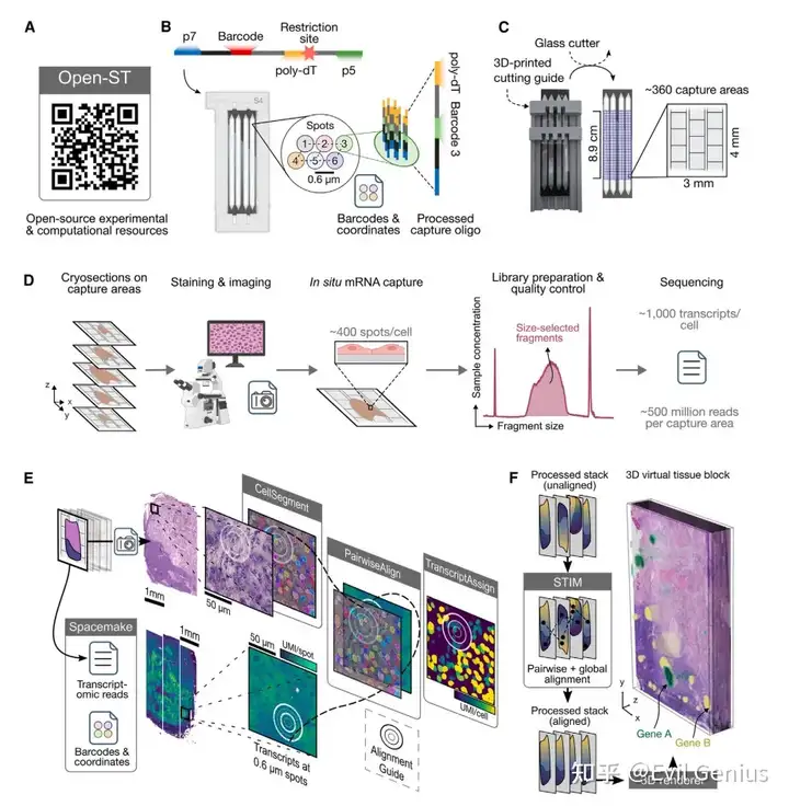  Open-ST workflow for high-resolution spatial transcriptomics of segmented single cells in 2D or 3D