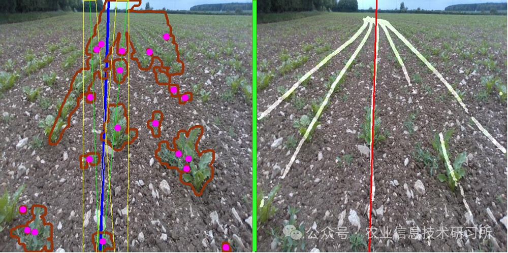 图13 弯曲作物行中的作物行检测。（左）基线（黄色，作物行的边界框；绿色，预测的作物行；蓝色，导航线；粉红色，预测的植物位置；棕色，分段植物）和（右）我们的方法（白色，作物行分割蒙版；红色，导航线）。