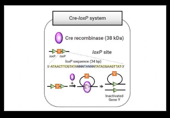 图 1. Cre-loxP system[1]。