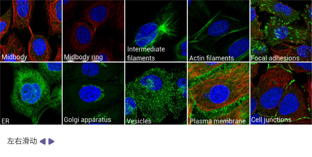 图 5. 亚细胞结构免疫荧光图[1]。