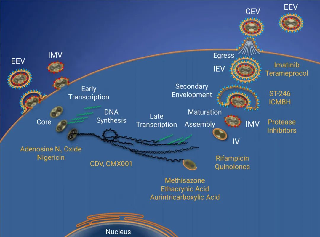 图 4 正痘病毒复制周期的抑制剂[4]白色: 表示痘苗病毒复制的主要阶段。黄色: 干扰复制的每一步的代表性化合物。 细胞外包膜病毒粒子(EEV)，细胞内成熟病毒粒子(IMV)，不成熟病毒粒子(IV)，细胞内包膜病毒粒子(IEV)和细胞相关包膜病毒粒子(CEV)。