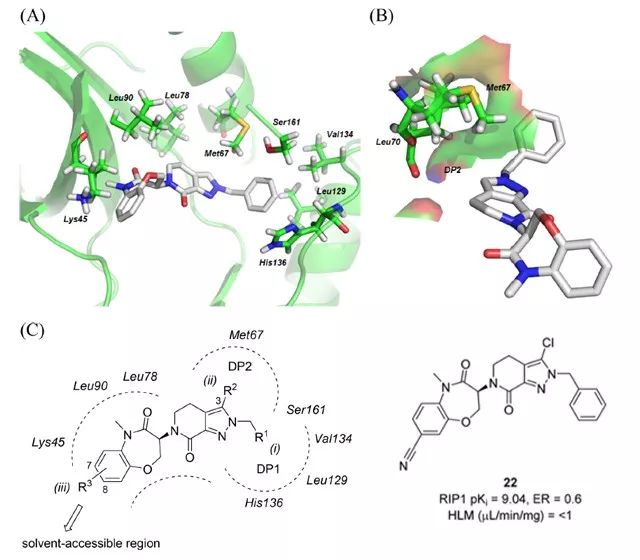 图 3.（A－B）化合物 14 与 RIP1 蛋白的分子对接图；（C）化合物的设计及化合物 22 的分子结构式（图片来源：《J.Med. Chem.》）