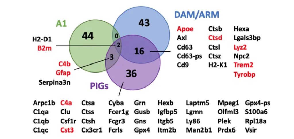 图 3. PIG 与 ARM/DAM 小胶质细胞和星形胶质细胞部分重叠 (DAM：疾病相关的小胶质细胞；ARM：激活反应的小胶质细胞)