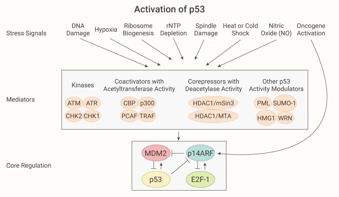 p53 与铁死亡有关？Nature 解锁新机制 | MedChemExpress