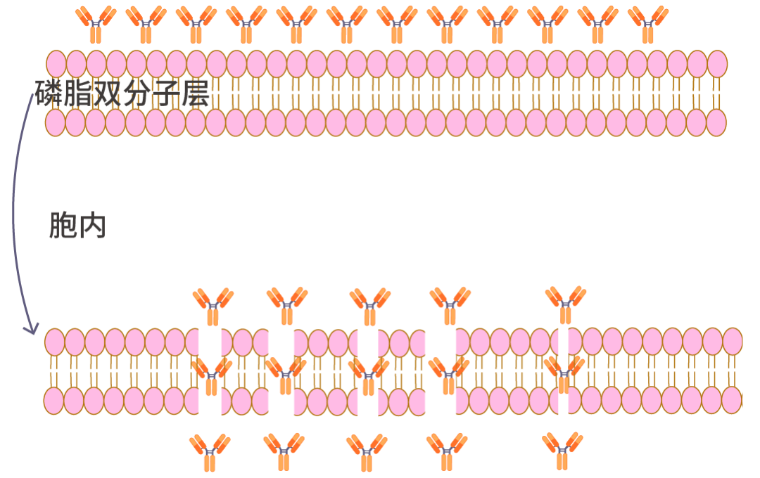 图 4. 细胞膜打孔处理示意图。