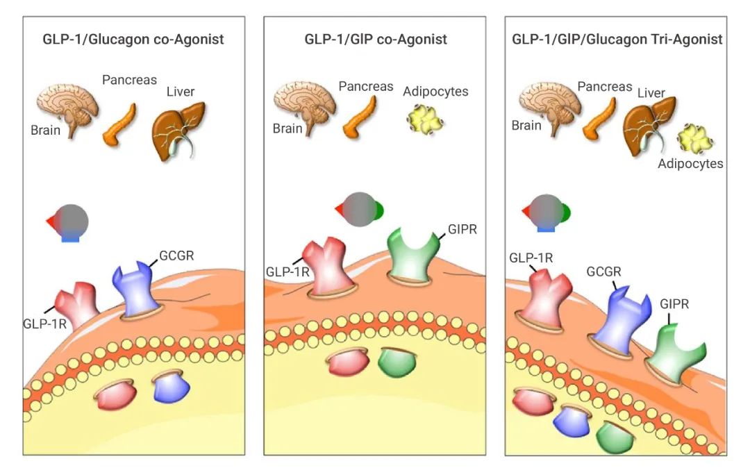 图 6. Tizepatide 的作用机制[10] 靶向 GLP-1/胰高血糖素 (GLP-1/GIP) 受体的多激动剂的生理作用示意图。