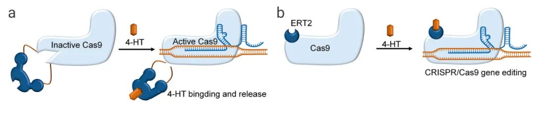 图 3. 小分子激活剂控制 Cas9 活性的策略[9] a：通过 4-HT 结合，恢复失活的 Cas9 活性；b：Cas9 和雌激素受体 (ERT2) 的融合被分离在细胞质中，通过添加 4-HT 使得融合物进入细胞核，形成 Cas9/sgRNA 复合物