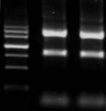 图 1. 高质量 RNA