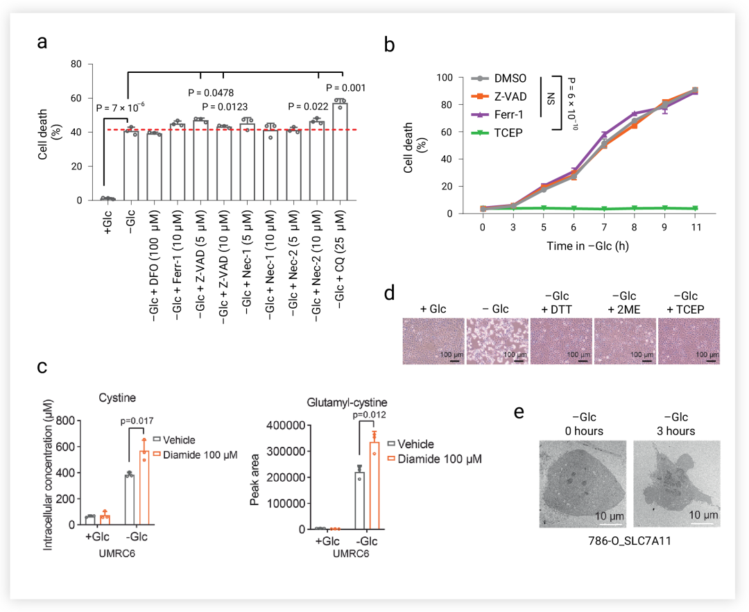 图 3. 葡萄糖饥饿条件下的细胞死亡方式[5]  a. SLC7A11-high 细胞的用 DFO, Fer-1, Z-VAD, Nec-1, Nec-2 和 CQ 处理后的细胞死亡情况。b. 过表达 SLC7A11 的细胞在无葡萄糖培养基中培养中用 Z-VAD, Fer-1 和 TCEP 处理指定时间。c. UMRC6 细胞在含或不含 DTT, 2ME 或 TCEP的培养基中培养。d. UMRC6 细胞内胱氨酸和谷氨酰胱氨酸的积累。e. UMRC6 细胞的典型透射电镜图像。