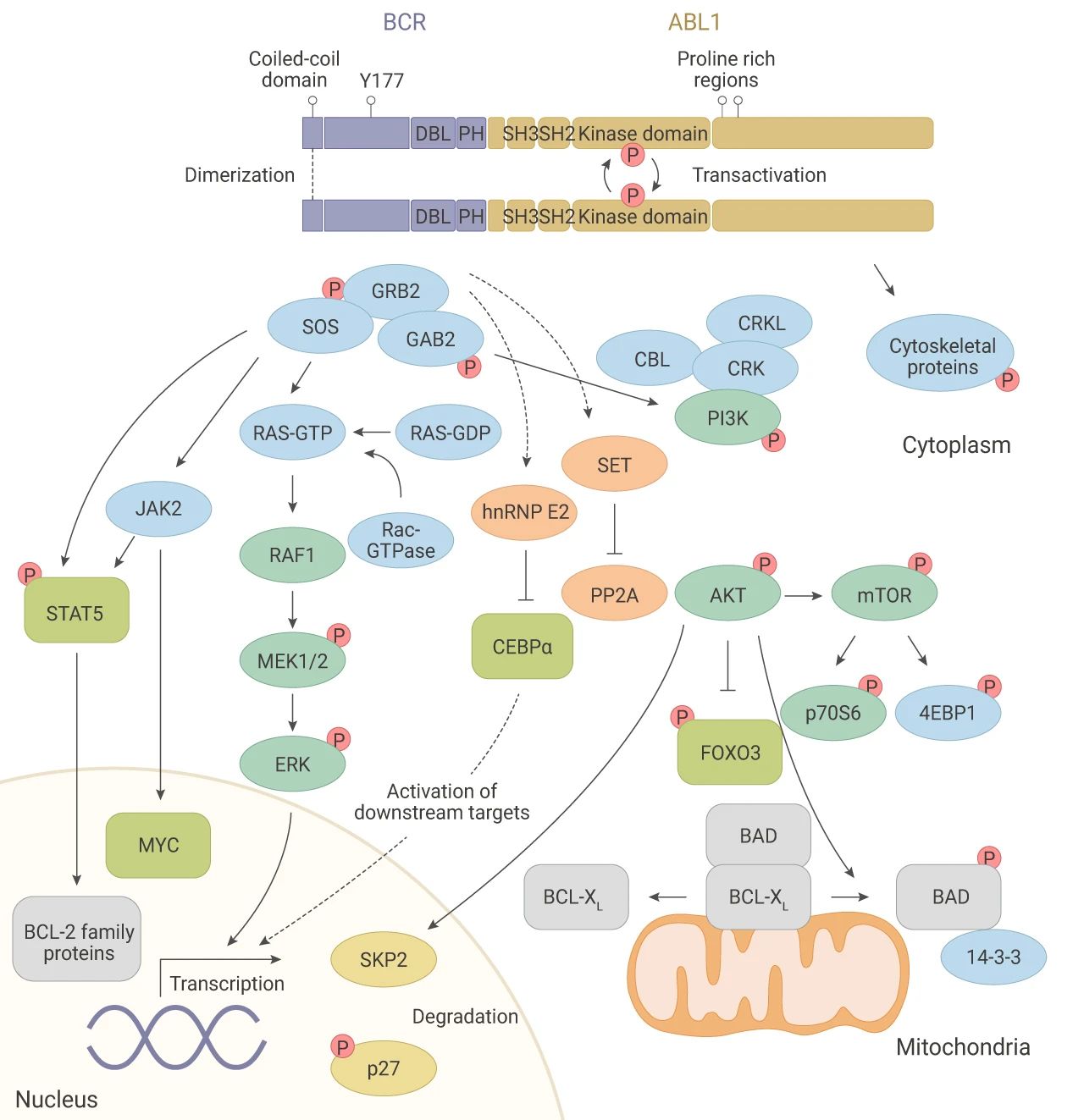 图 3. BCR-ABL1 蛋白激活胞内复杂的信号通路[4]
