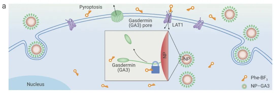 图 5. NP-GSDMA3 释放的 gasdermin 诱导细胞焦亡