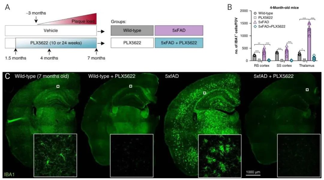 图 2. PLX5622 清除 5xFAD 小鼠的小胶质细胞[3] A. PLX5622 的给药周期设定 B. PLX5622 清除小胶质细胞的量化图注 C. 小鼠脑切片的小胶质细胞染色和 AD进程的 Aβ 聚集斑块染色