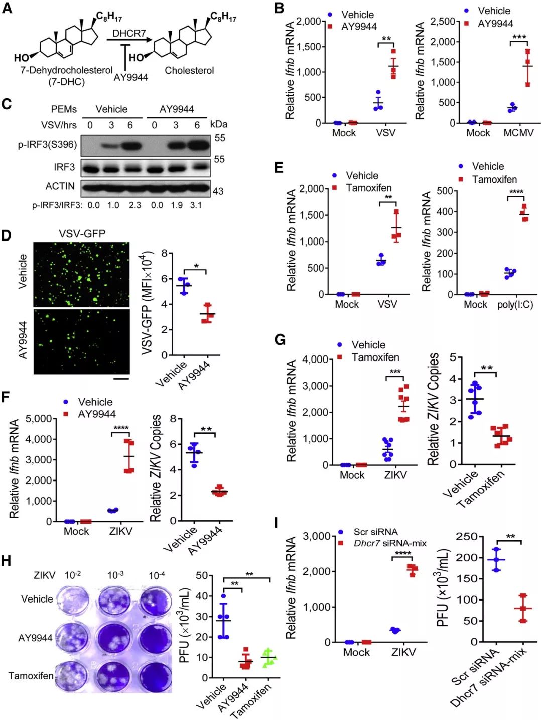 图 2. DHCR7 抑制剂 AY9944 和 Tamoxifen 保护巨噬细胞免受多种病毒感染