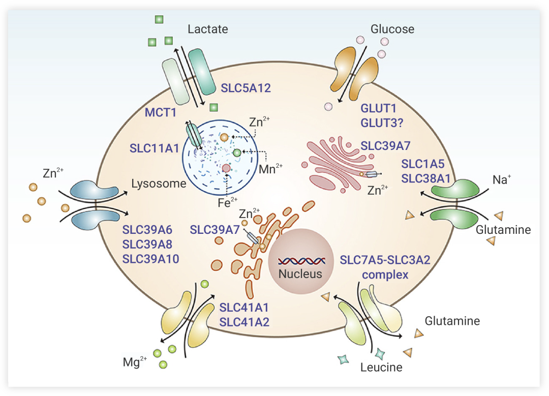 图 1. SLC 蛋白家族对不同离子以及氨基酸等转运[1]