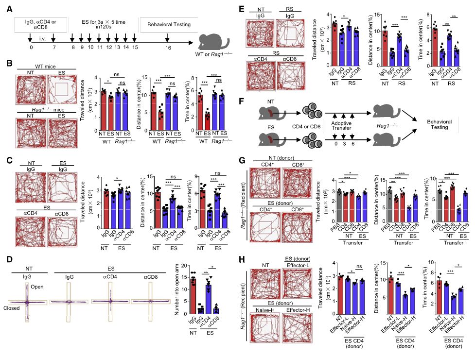 图1. CD4+T 细胞在应激诱导的焦虑样行为中起重要作用