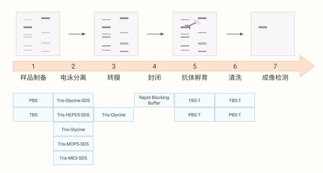 图 4. Western Blot 全流程
