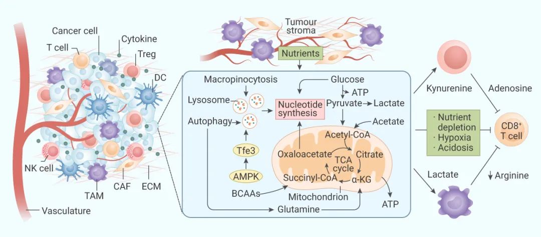  图 2. 肿瘤微环境内细胞的代谢串扰[8]