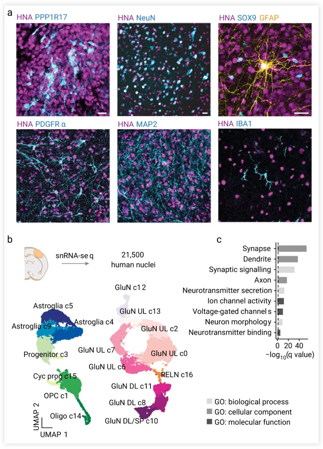 图 5. t-hCO 的细胞结构和细胞组成[4]a. t-hCO的代表性免疫细胞化学图像；PPP1R17 (皮质祖细胞)，NeuN (神经元)，SOX9 和 GFAP (胶质细胞) 或 PDGFRα (少突胶质细胞)。b. snRNA-seq。c. 基因本体论术语 (GO terms) 富集分析。突触 (Synapse)、树突 (Dendrite)、突触信号 (Synaptic signaling) 为显著富集的前三个 terms。