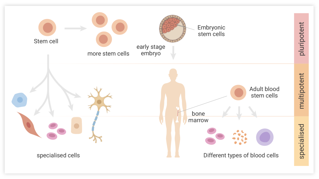 图 1. 干细胞：主要描述干细胞可根据起源和分化潜能对干细胞进行分类。