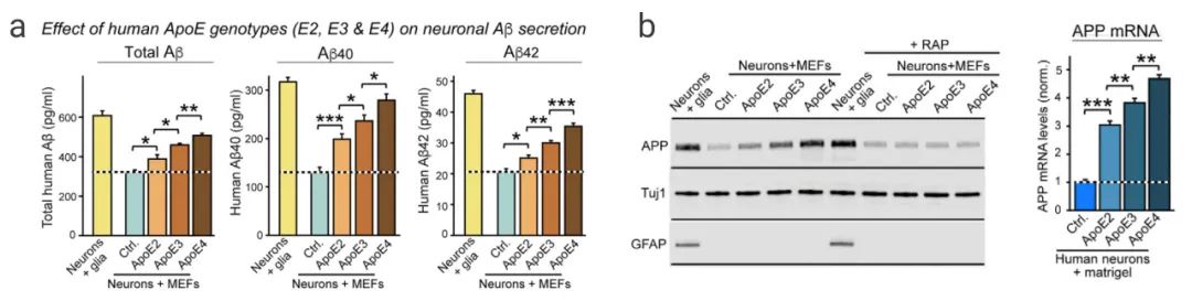 图 3. APOE 对 Aβ 的影响[8]  a：ApoE2、ApoE3 和 ApoE4 刺激在 MEF 上培养的人类神经元分泌 Aβ40 和 Aβ42  b：添加 ApoE2、ApoE3 或 ApoE4 刺激人类神经元中 MEF 上的 APP 合成.