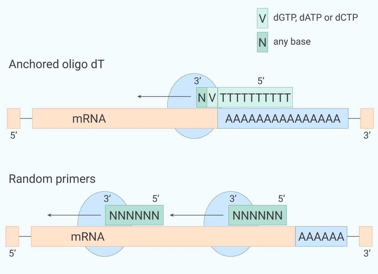 图 2. Oligo dT 引物和随机引物