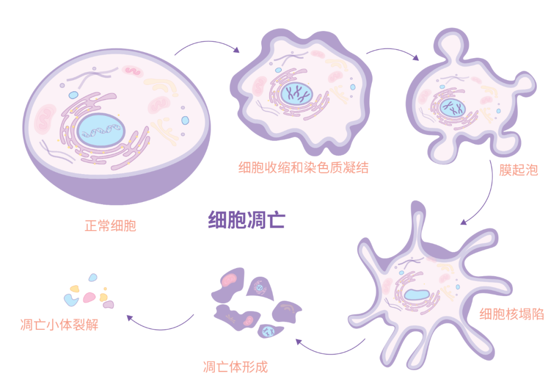 图 2. 细胞凋亡过程