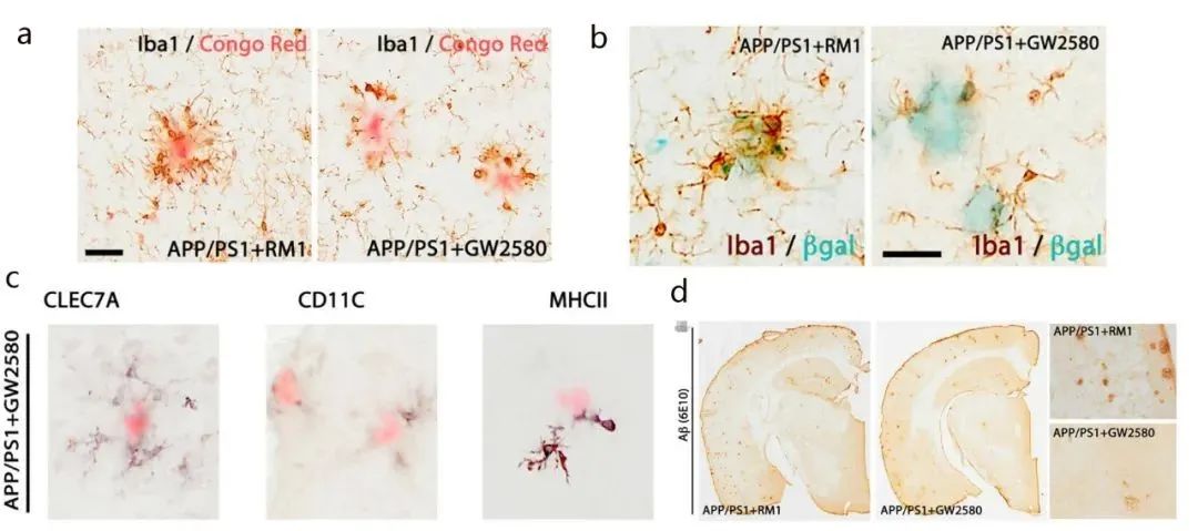图5. APP/PS1 模型小鼠中小胶质细胞增殖降低后 DAM 的变化[4] A-B. GW2580 给药后， 阻止了模型小鼠小胶质细胞的衰老（βgal为活性标记物）与增殖。C. GW2580 给药，降低了 DAM 的产生 D. GW2580 降低了致密斑块数目