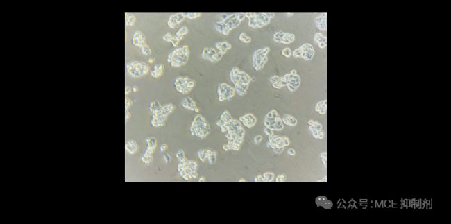 图 6. 聚团生长的 HepG2 细胞。 