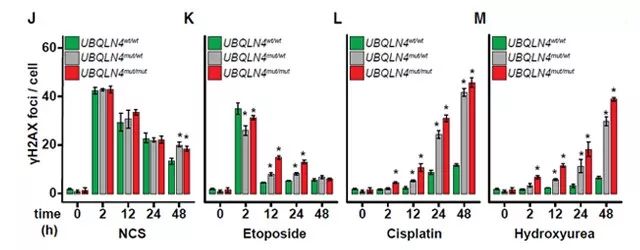 图2. UBQLN4 功能丧失对 DNA 修复动力学的影响