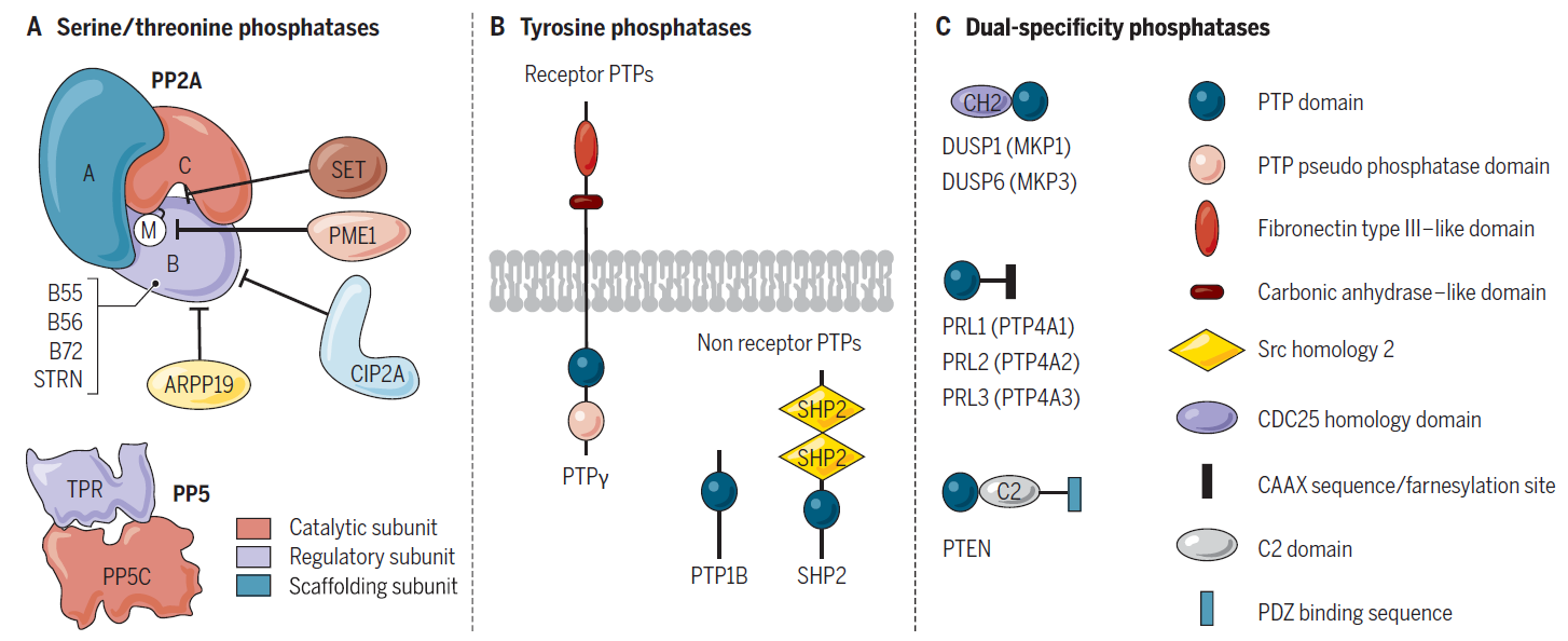 图 5. 磷酸酶家族[8] A. 丝氨酸/苏氨酸磷酸酶，B. 酪氨酸磷酸酶（PTPs），C. 或能够使丝氨酸/苏氨酸残基和酪氨酸残基（DUSP/MKP和PRL磷酸酶) 去磷酸化的双特异性磷酸酶（DUPs）