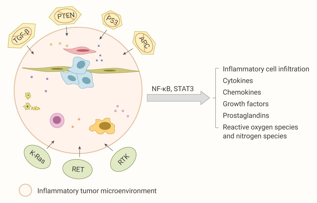 图 2. 肿瘤抑制因子丢失或致癌基因的激活诱导的炎症微环境