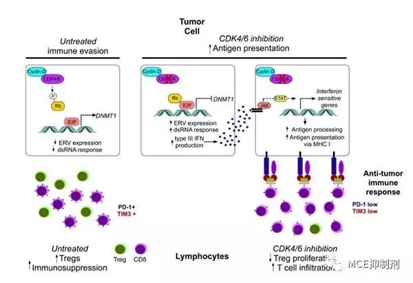 图2. CDK4 / 6抑制剂调节淋巴细胞的示意图（图片来源《Nature》）