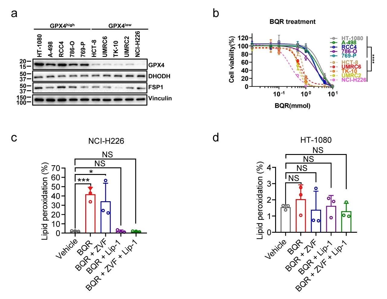 图 3. a: 不同癌细胞系中的 GPX4、DHODH 和 FSP1 蛋白水平; b: 不同剂量的 BQR 对 GPX4high 和 GPX4low 细胞活力的影响; c-d: 对照、Z-VAD-FMK (ZVF) 和/或 Lip-1 预处理后，BQR 处‍‍‍‍‍‍‍‍‍‍理的 NCI-H226/HT-1080 细胞中的脂质过氧化情况[1]