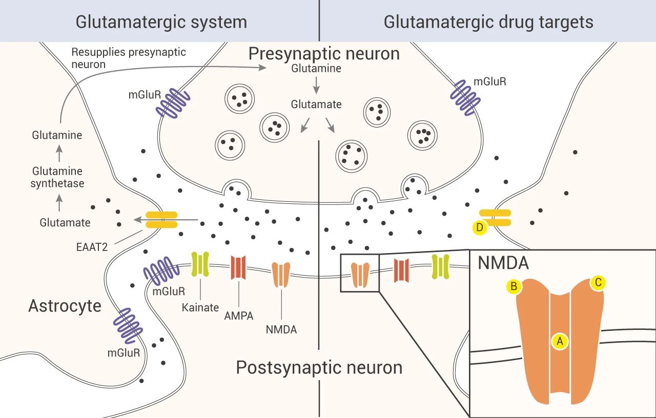 图 3. 谷氨酸能系统和潜在的药物靶标[4]
