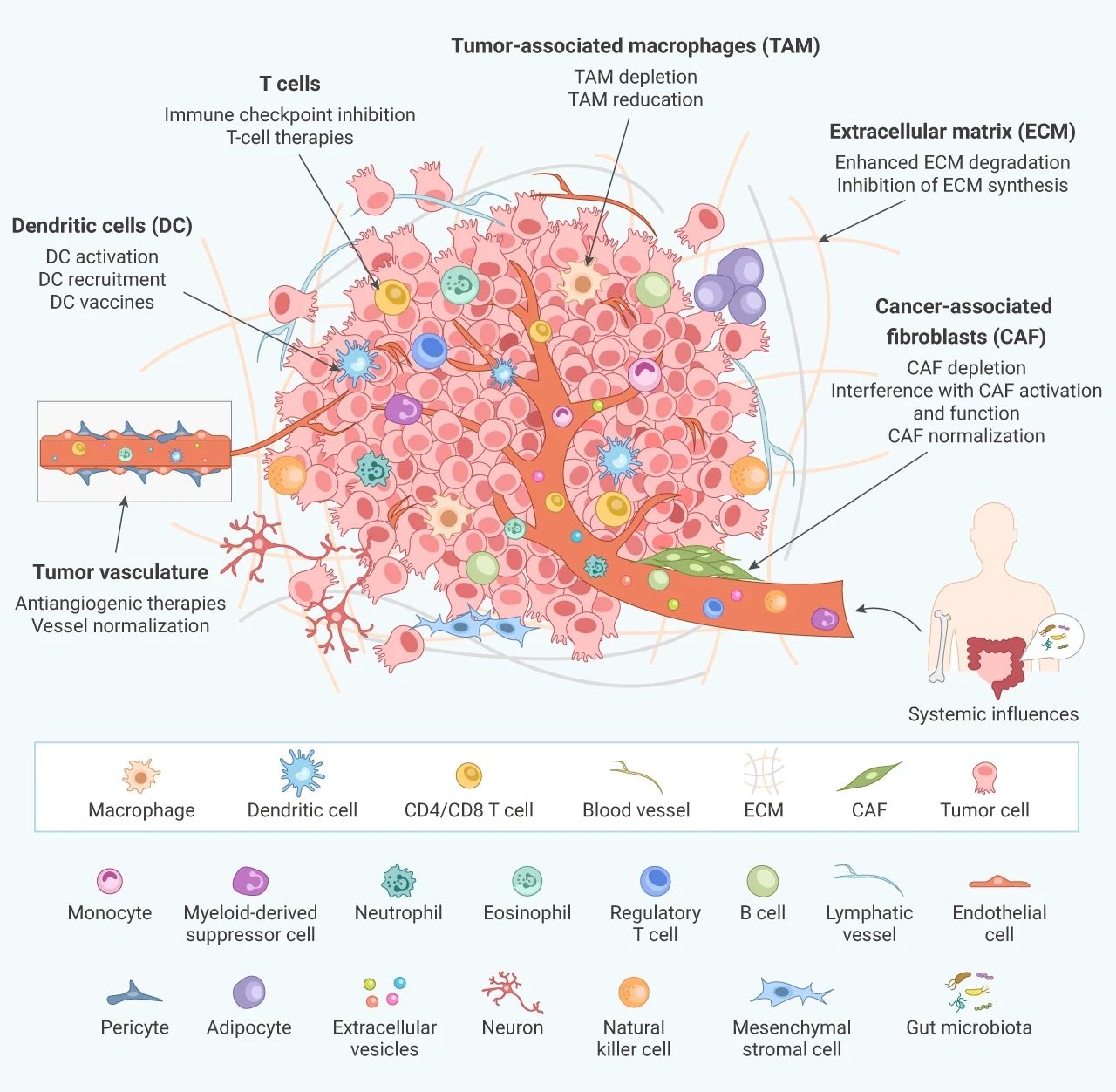 图 1. 肿瘤微环境的主要成分