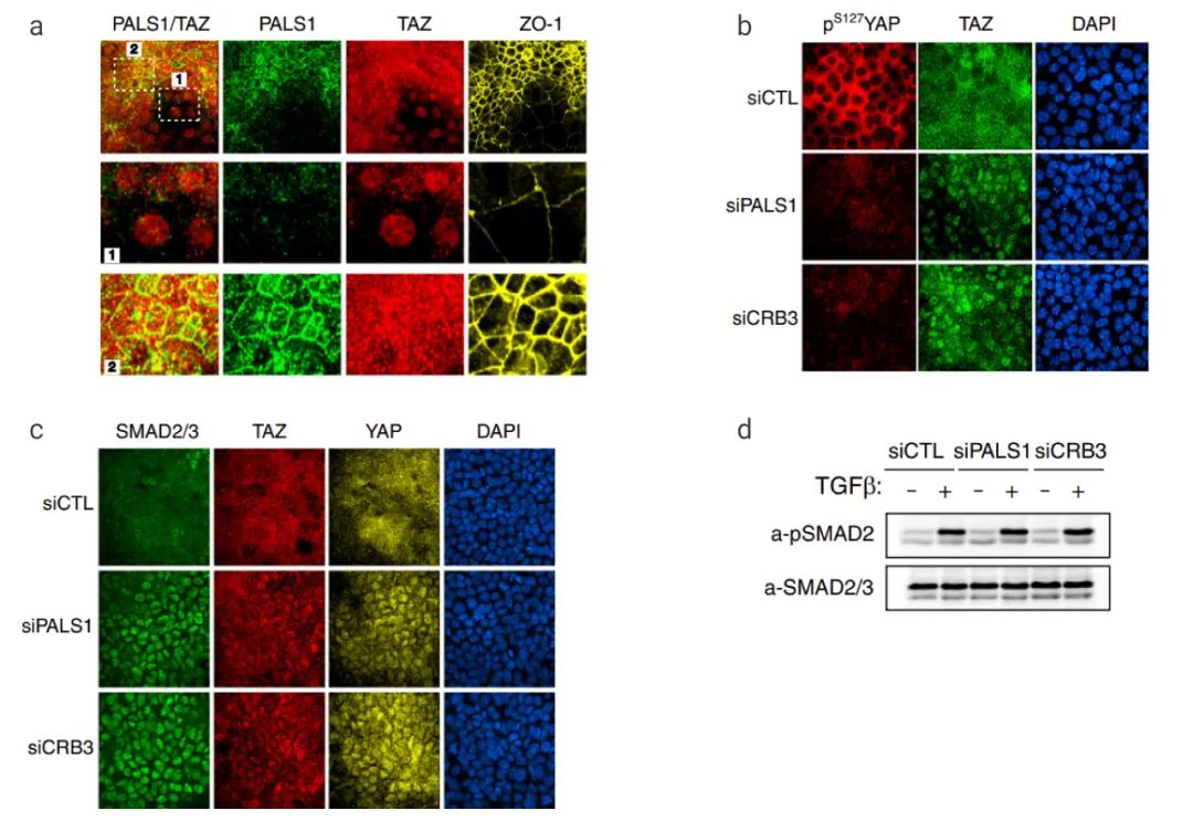 图 4. Crumbs 复合物介导 TAZ/YAP 的细胞溶质隔离和 Smad2/3[9] A：Eph4 细胞，通过免疫荧光显微镜检查 PALS1、TAZ 和 ZO-1 的定位；B: 用 siRNA CRB3 或 siRNA PALS1 的 转染 Eph4 细胞。免疫荧光检测 TAZ 和 pS127 YAP 定位和水平；C：用 TGF-β1 后，分析 SMAD2/3、TAZ 和 YAP 定位；D: p-SMAD2 和 SMAD2/3 的免疫印迹。