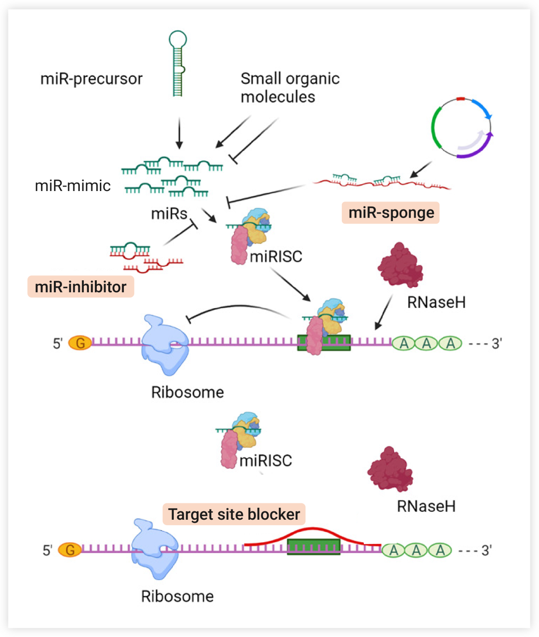 图 4. 调控 miRNA 的一般策略[7] miRNA 抑制剂或 miRNA 海绵可隔离 miRNA 并降低其用于 miRISC 装载的可用性; 靶位点阻断剂阻断 miRNA 与特定靶 mRNA 的结合位点, 导致 mRNA 特异性抑制 miRNA 效应。