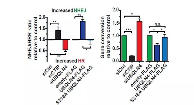 图4. UBQLN4 的缺失会导致增强同源重组修复途径的作用