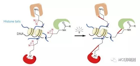 图2. 光介导的蛋白质交联示意图（图片来源《Nature》）