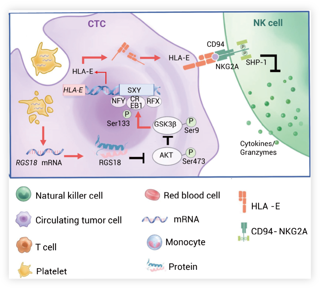 图 4. CTC 通过 HLA-E: CD94-NKG2A 逃避 NK 细胞的监视[2]