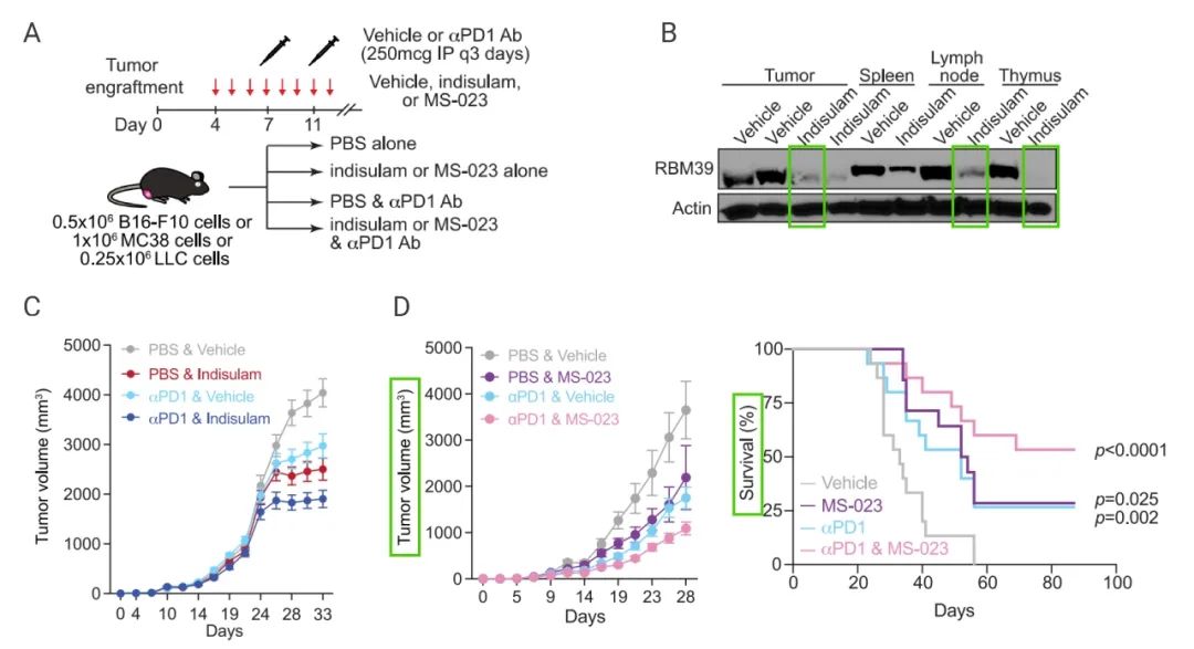 图 4. RNA 剪接调节增强检查点免疫疗法[8] A. 多种肿瘤模型的治疗图示；B. Indisulam 治疗 10 天后各组织中 RBM39 的表达；C-D. Indisulam 和 PD1 抗体分别或联合使用治疗后肿瘤体积变化。