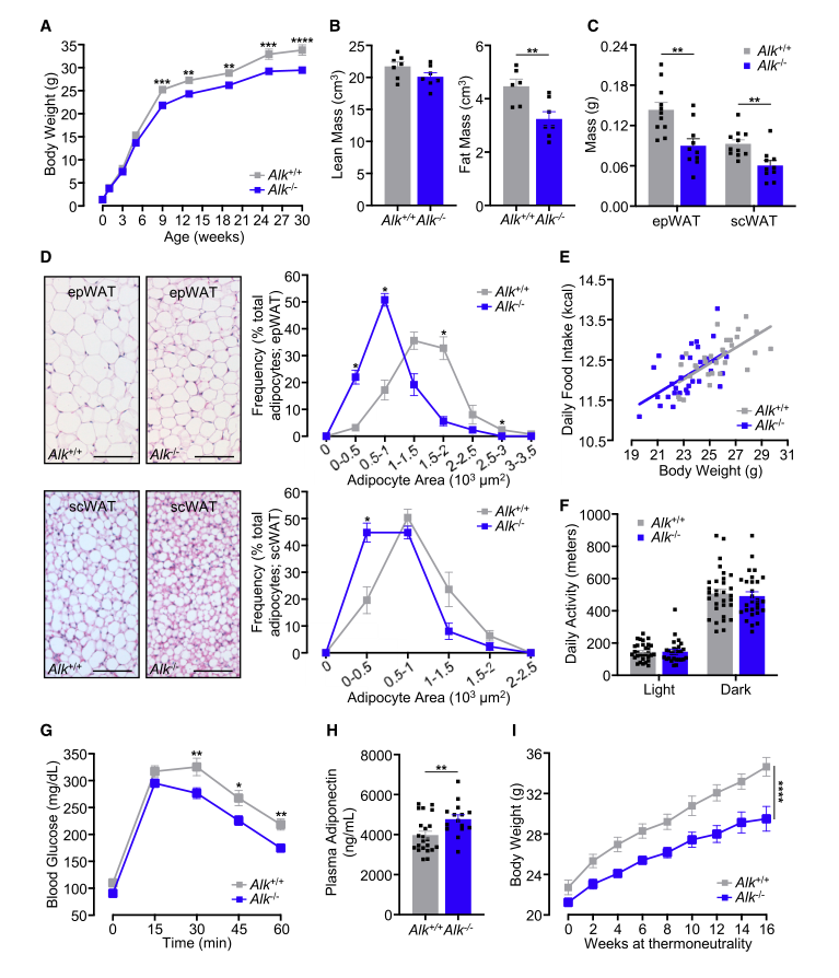 用标准食物喂养的 Alk 基因敲除小鼠表现出体瘦特征