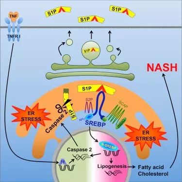 图1. Caspase-2 通过内质网应激与 TNF 调控 NASH 的发生