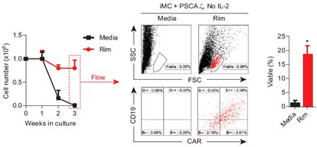 图2. Rim 促进 CAR-T 细胞体外扩增[2]