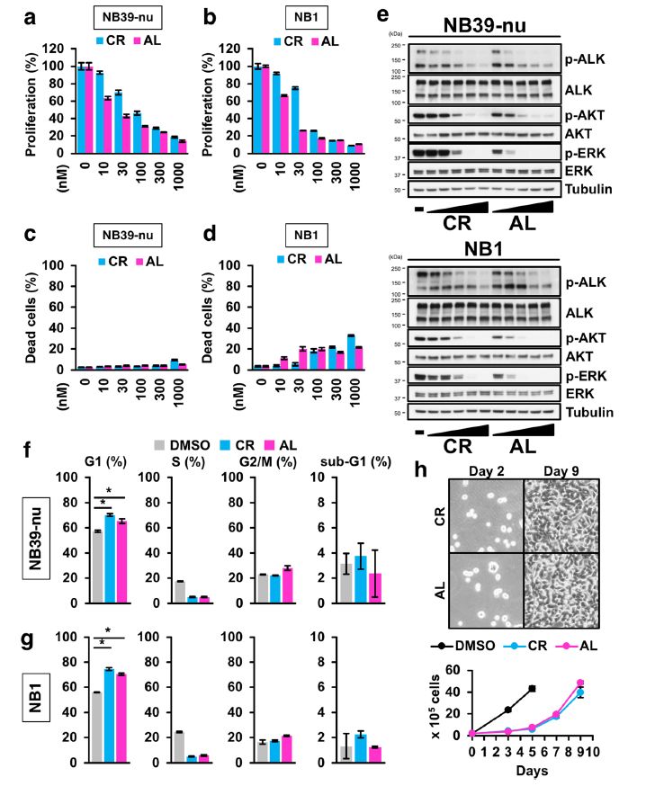 图1. ALK抑制剂导致细胞周期阻滞,但未能使细胞死亡(图片来源:《Cell Death Discovery》)