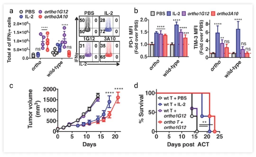 Fig. 3. orthoIL-2 突变体增强抗肿瘤反应[4] a-b. 在 Fig. 2 的过继转移模型中，小鼠脾脏中 IFN-γ 阳性野生型或 orthoIL-2Rβ CD8+ T 细胞数量和细胞表面 PD-1 和 TIM-3 的表达水平。c-d. 荷瘤小鼠 (B16-F10 肿瘤) 在野生型或 orthoIL-2Rβ Pmel-1 改造的 CD8+ T 细胞和 IL-2 或 orthoIL-2 (1G12) 处理条件下肿瘤的体积变化和存活率