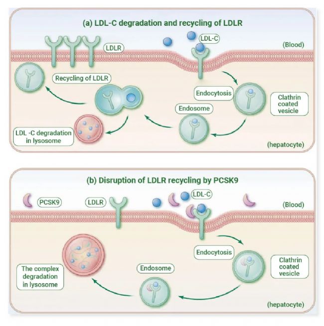 图 1. PCSK9 和 LDLR 在肝细胞中的生物学特性[4]。